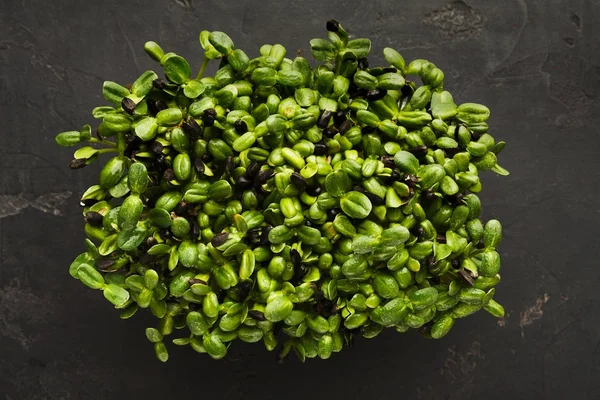 Micro greens growing in plastic bowl top view — Stock Photo, Image