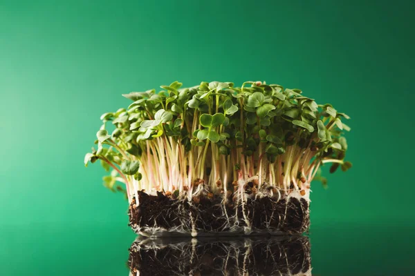 Micro verdes de crescimento orgânico — Fotografia de Stock