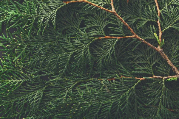 Зеленый фон ветвей туджи — стоковое фото