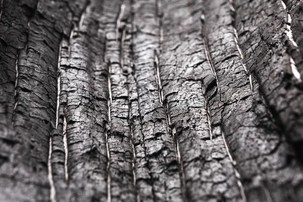 Black and white natural wood texture closeup background — Stock Photo, Image
