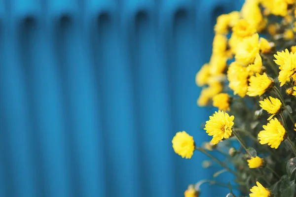 Tle kwiat chryzantemy — Zdjęcie stockowe