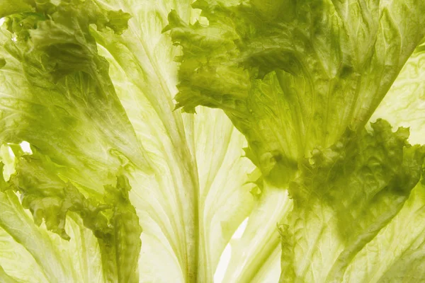 Зеленые листья салата с подсветкой крупным планом — стоковое фото