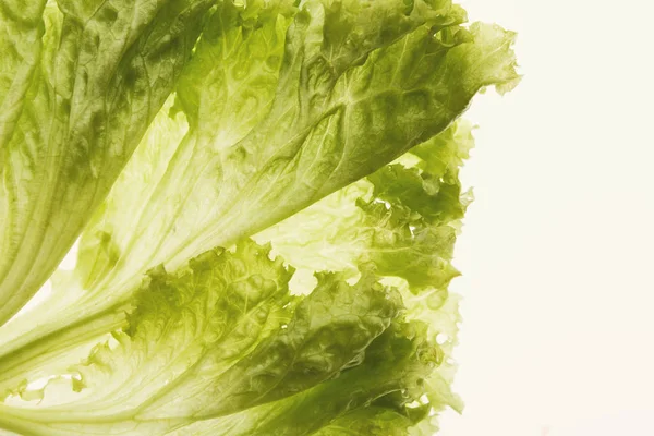 Green backlit lettuce leaves closeup — Stock Photo, Image