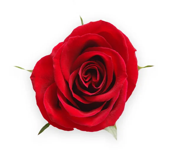 Red rose bud geïsoleerd op witte bovenaanzicht geopend — Stockfoto