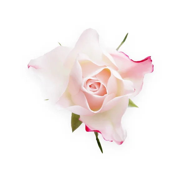 White rose bud geïsoleerd op witte bovenaanzicht geopend — Stockfoto