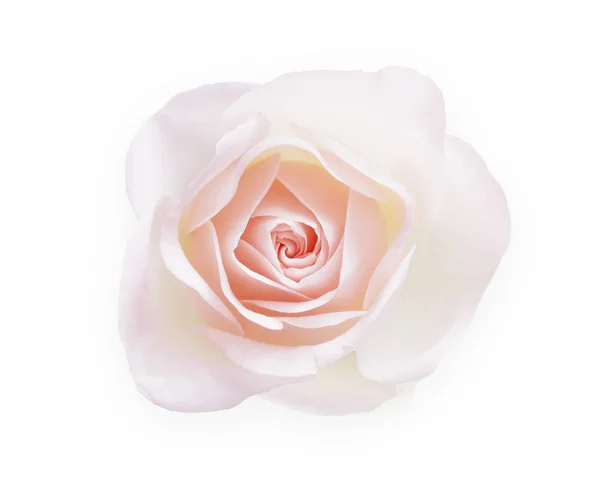 Белый розовый бутон, выделенный на белом фоне сверху — стоковое фото