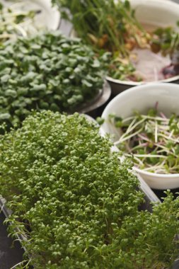 Mikro yeşillik çeşitleri