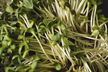 Organik büyüyen mikro Yeşiller portre