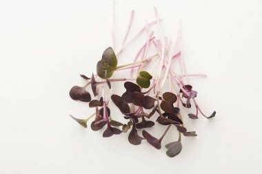 Mikro beyaz izole filizi Yeşiller