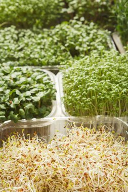 Mikro yeşillik çeşitleri