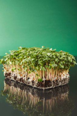 Organik mikro yeşil büyüyen