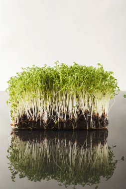 Organik büyüyen mikro Yeşiller portre