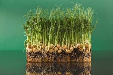 Organik mikro yeşil büyüyen