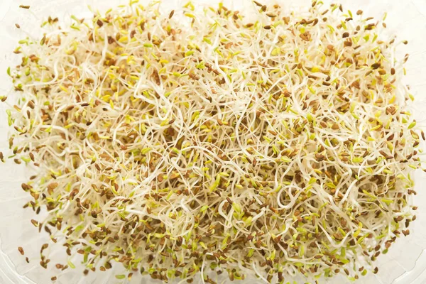 Micro greens growing in plastic bowl top view, isolated — Stock Photo, Image