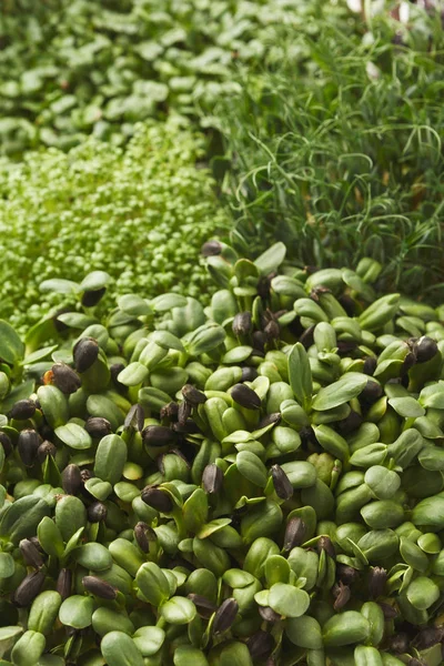 Verschillende soorten micro Groenen — Stockfoto