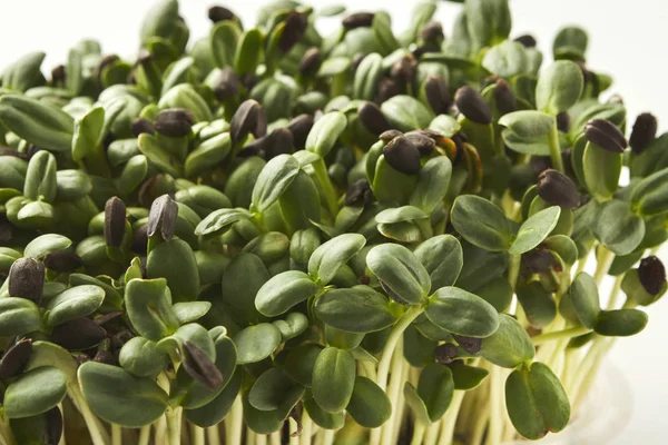 Organic growing micro greens closeup — Stock Photo, Image