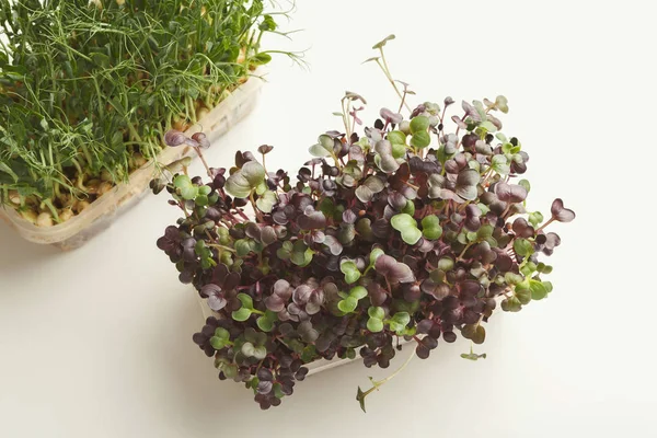 Mikro zieleni rosnących w plastikowej miski widok z góry — Zdjęcie stockowe