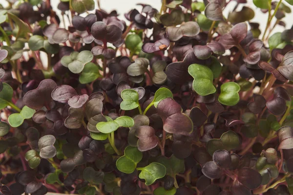 Biologische groeiende micro Groenen closeup — Stockfoto