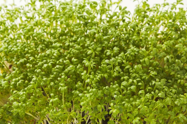 Cultivo orgânico micro greens close-up — Fotografia de Stock