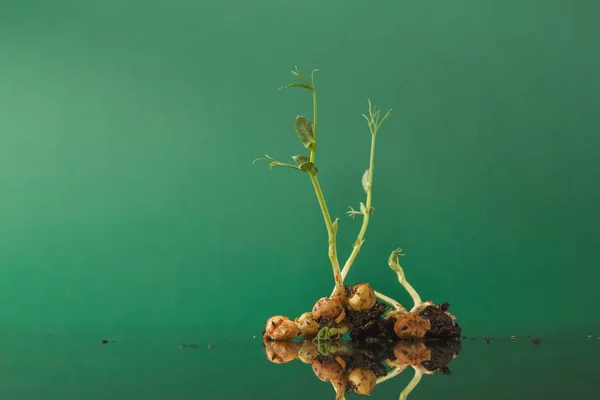 유기 성장 마이크로 녹색 근접 촬영 — 스톡 사진