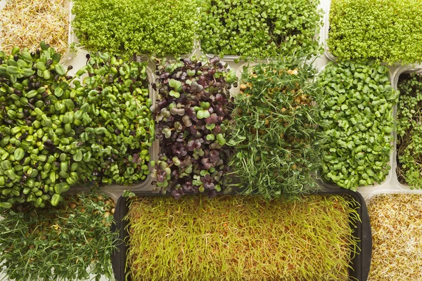 Different kinds of micro greens Stock Photo