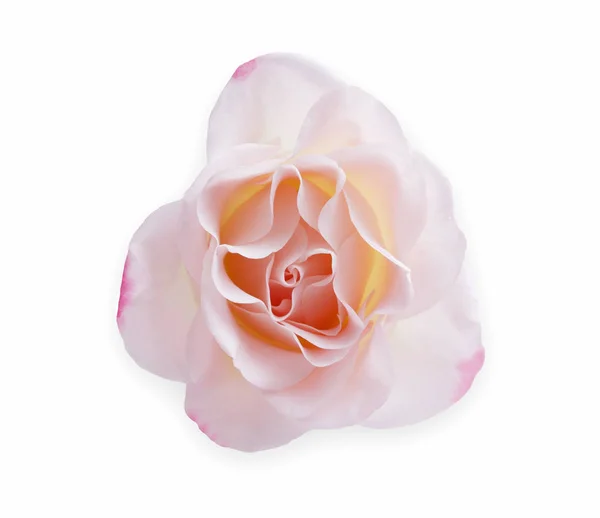 White rose bud geïsoleerd op witte bovenaanzicht geopend — Stockfoto