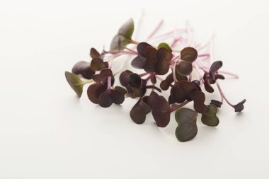 Mikro beyaz izole filizi Yeşiller