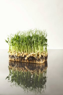 Organik büyüyen mikro Yeşiller portre