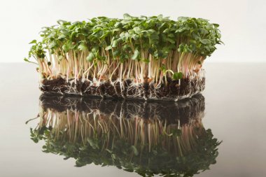 Organik büyüyen mikro Yeşiller portre