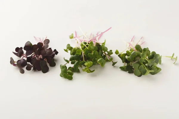 Разнообразие микрозелени на белом фоне — стоковое фото