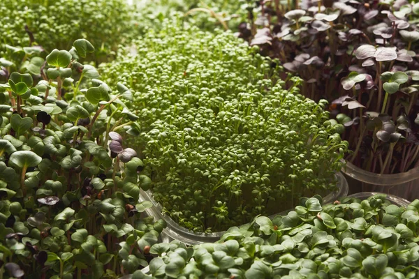 Diversi tipi di micro verdi — Foto Stock