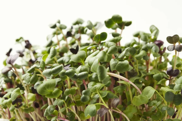 Ekologické pěstování micro zelení closeup — Stock fotografie
