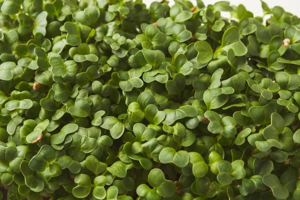 Biologische groeiende micro Groenen closeup — Stockfoto