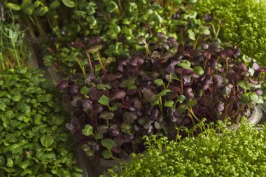 Mikro yeşillik çeşitleri