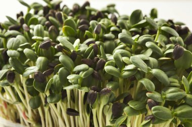 Organik büyüyen mikro Yeşiller portre