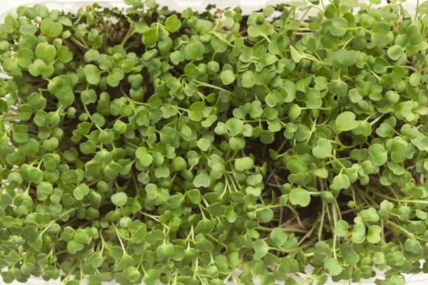 Mikrogrün aus ökologischem Anbau Nahaufnahme — Stockfoto