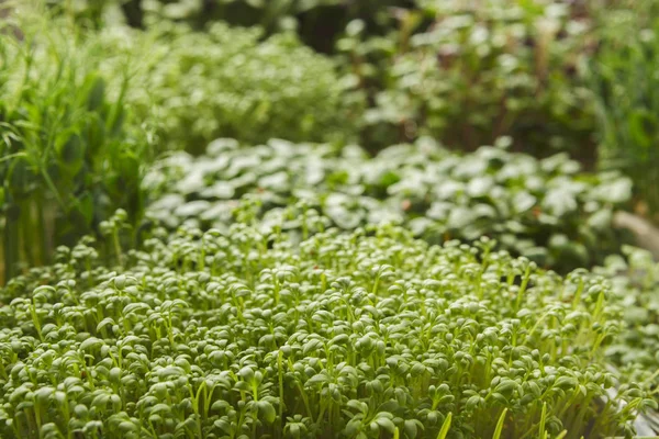 Different kinds of micro greens — Stock Photo, Image