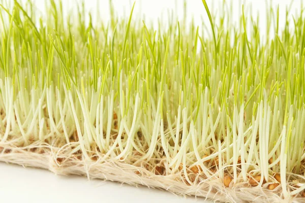 Orgánica crecimiento micro greens primer plano — Foto de Stock