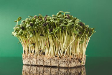 Organik mikro yeşil büyüyen