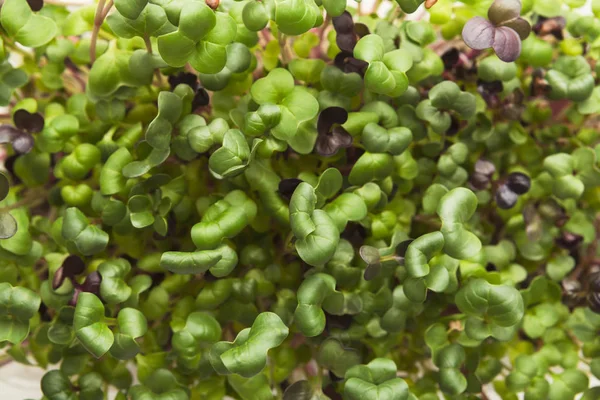 Mikrogrün aus ökologischem Anbau Nahaufnahme — Stockfoto