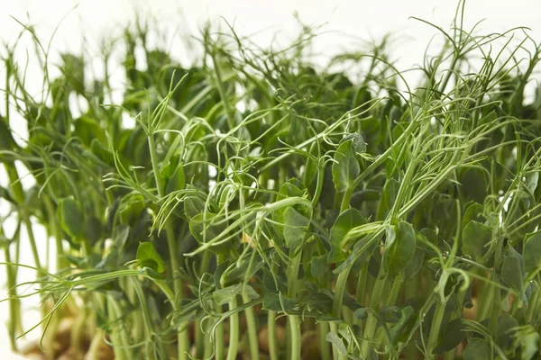 Orgánica crecimiento micro greens primer plano — Foto de Stock