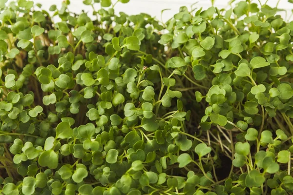 Organic growing micro greens closeup — Stock Photo, Image