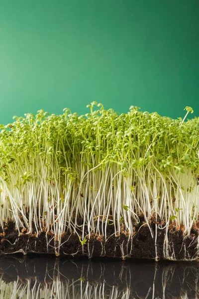 Organic growing micro greens closeup