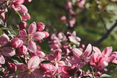 Elma ağacı çiçeği, Bahar doğa arka plan içinde