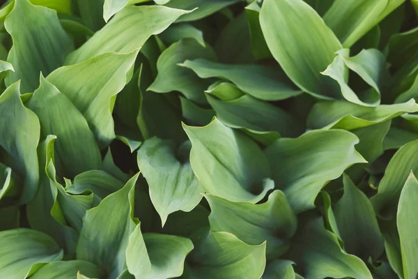 Foglie di tulipano verde primo piano — Foto Stock