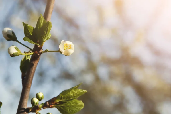 Albero di ciliegio fiore primaverile, ramo con fiori primo piano — Foto Stock