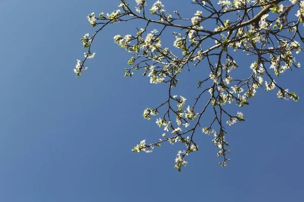 Fiore primaverile di ciliegio, ramo con fiori — Foto Stock