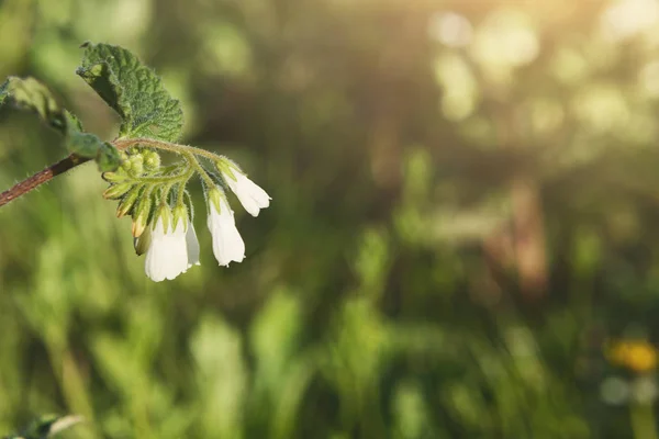 Bianco singolo fiore primo piano nella giornata di sole. Sfondo fiore . — Foto Stock