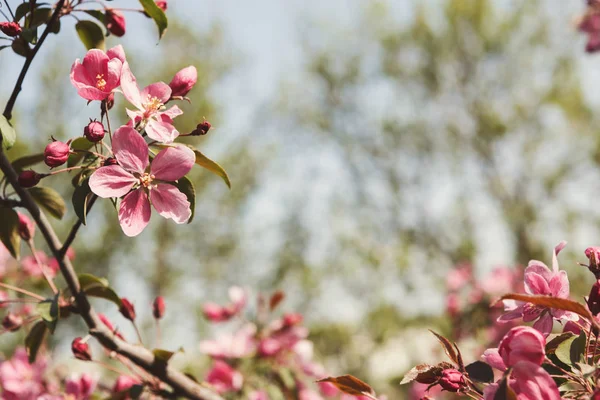 Melo in fiore, primavera natura sfondo — Foto Stock