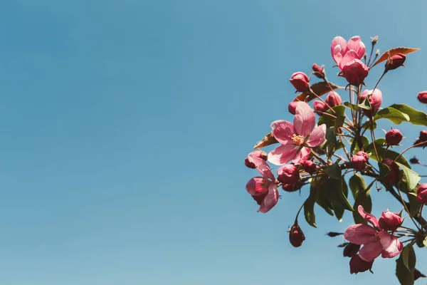 Melo in fiore, primavera natura sfondo — Foto Stock